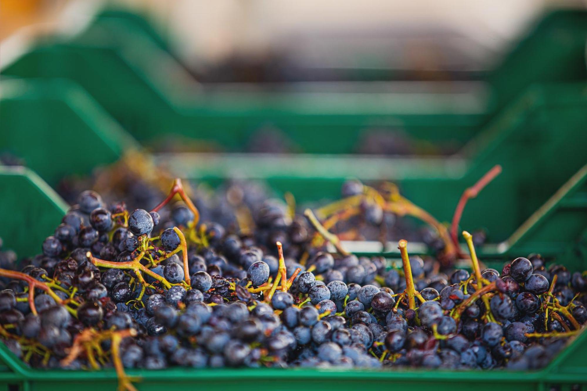Bed & Breakfast La Valletta Boutique Wine Estate Panzano in Chianti